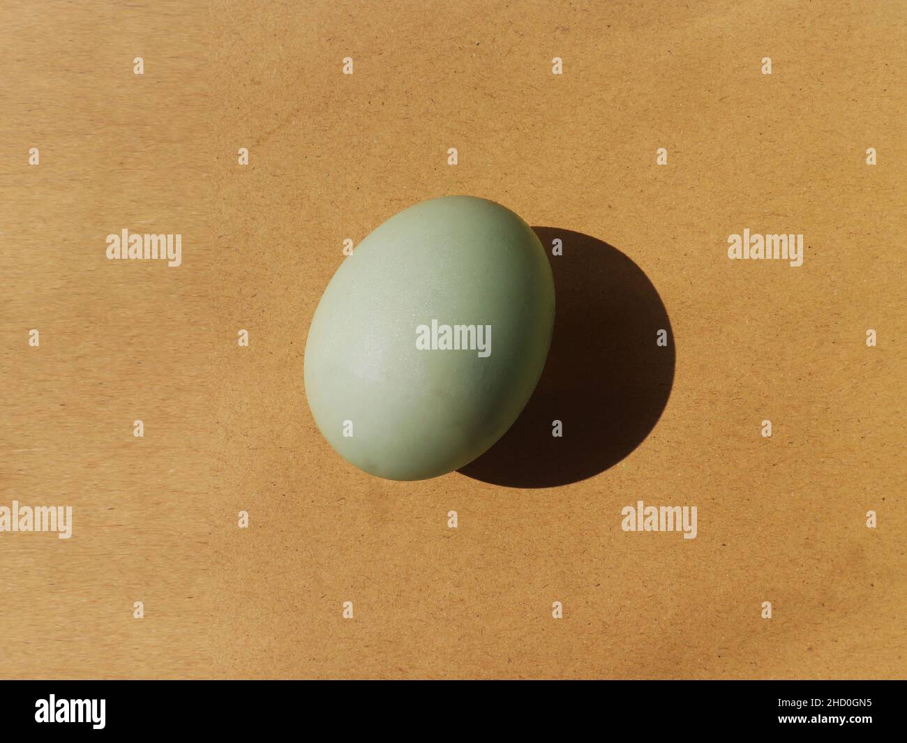 Duck egg on a brown grainy background Stock Photo