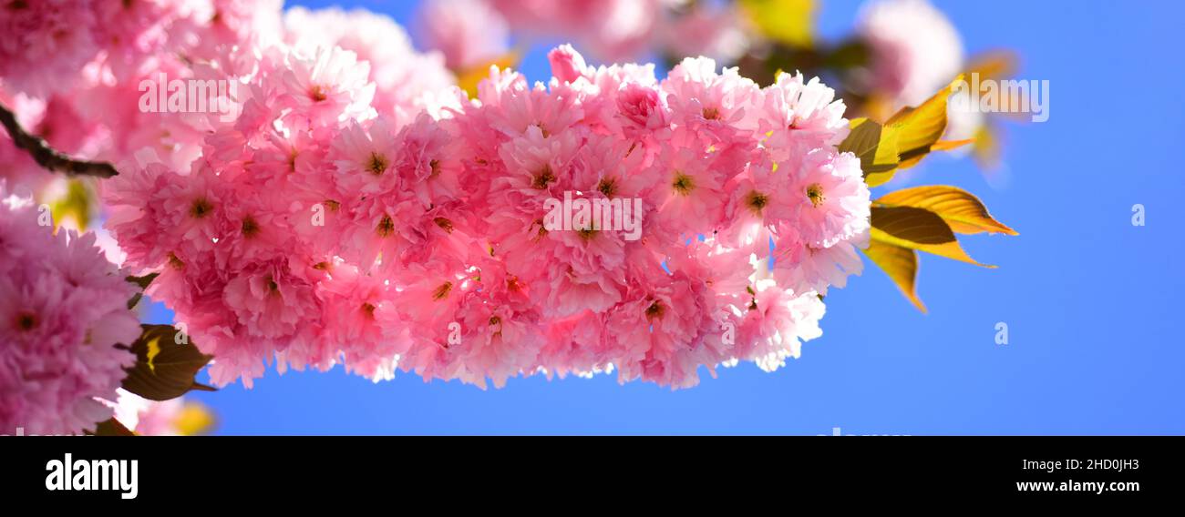 Spring banner, blossom background. Cherry blossom. Sacura cherry-tree. Spring Background. Beautiful garden flowers. Cherry Blossom Festivals Tips Stock Photo