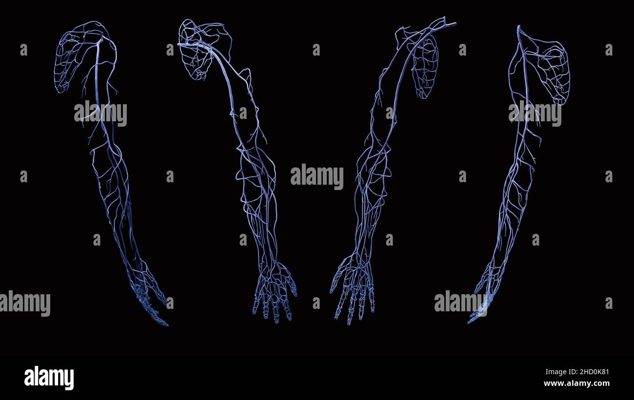 Full venous vein anatomy in blue of arm from anterior, posterior