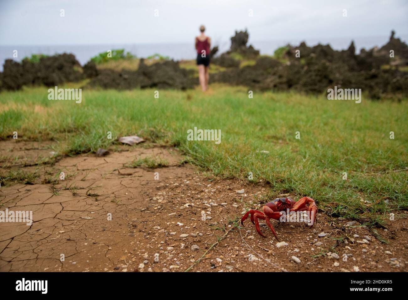 A mature red crab with a tourist in the background on Christmas Island. Stock Photo