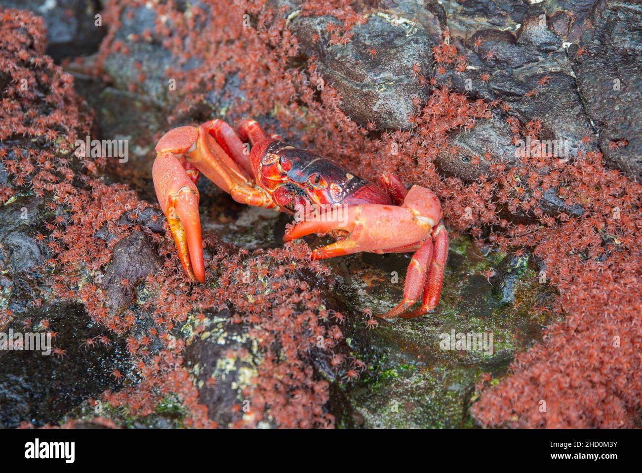 A mature red crab eats baby red crabs returning from the ocean during the annual red crab migration, Ethel Beach on Christmas Island. Stock Photo
