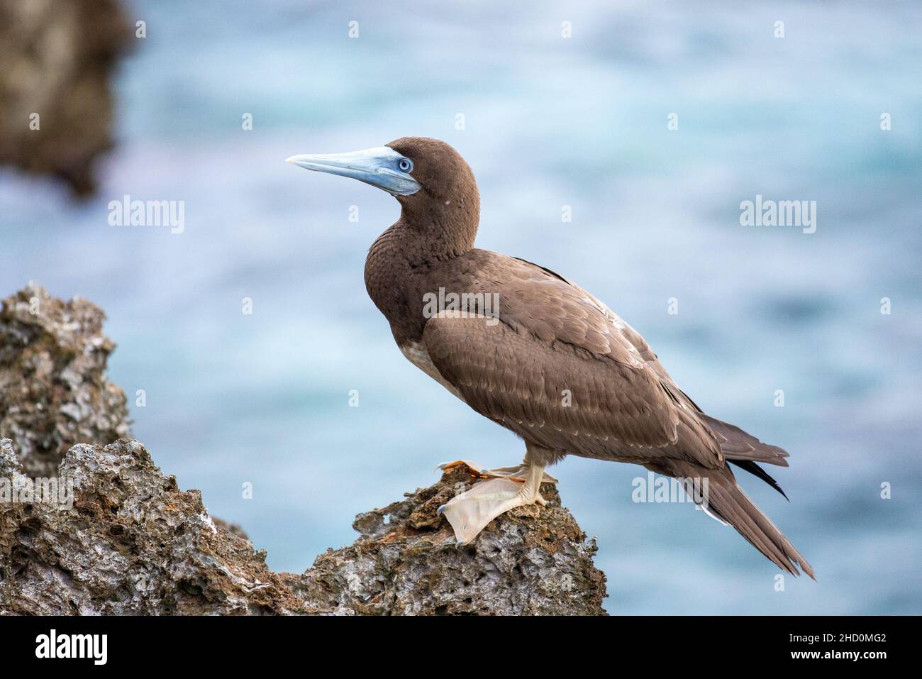 A booby bird standing on a rock near Ethel Beach on the eastern side of Christmas Island. Stock Photo