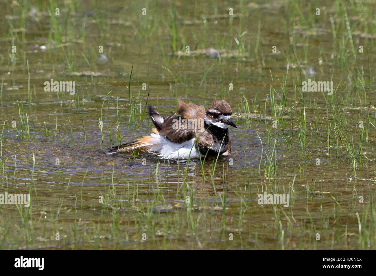 The killdeer (Charadrius vociferus) bathes in a flooded meadow Stock Photo