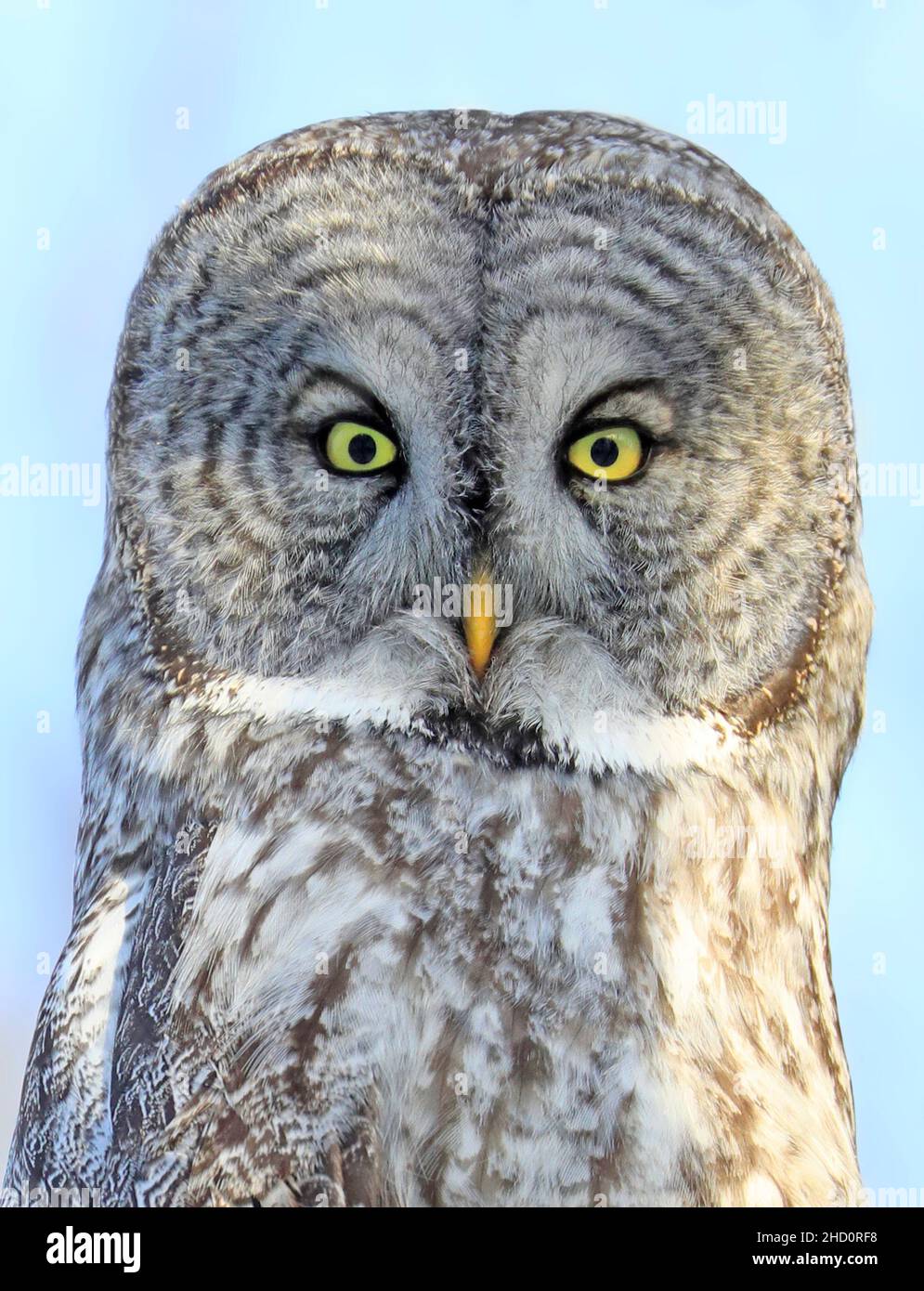 Great Grey Owl sitting on a tree branch in the forest, Quebec, Canada Stock Photo