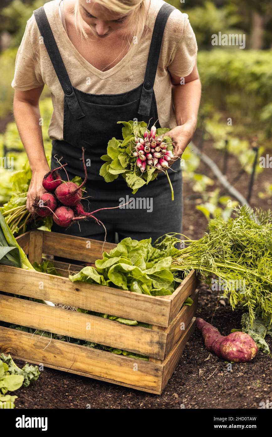 Harvesting fresh organic vegetables. Young female farmer arranging