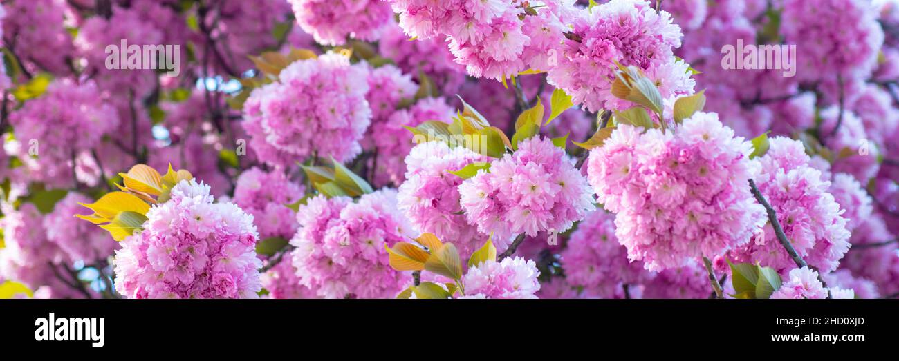 Spring banner, blossom background. Background with flowers on a spring day. Branch spring flowers. Spring flowers background. Stock Photo