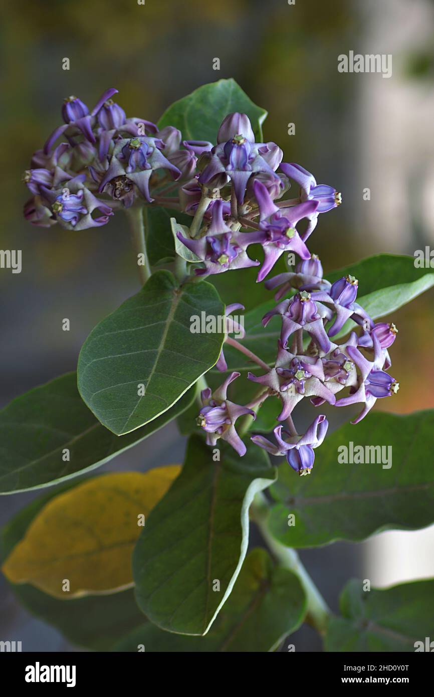 The Crown Flower/Calotropis gigantea/ in the garden Stock Photo - Alamy