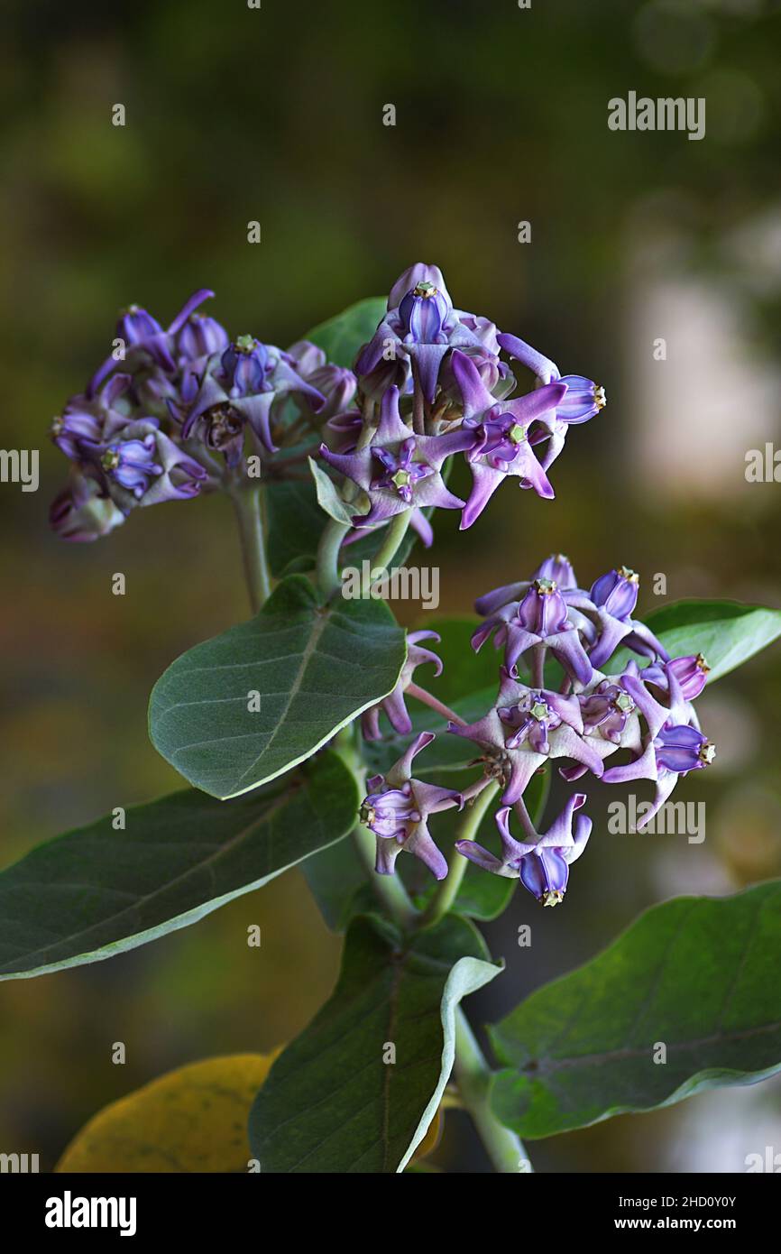 The Crown Flower/Calotropis gigantea/ in the garden Stock Photo - Alamy
