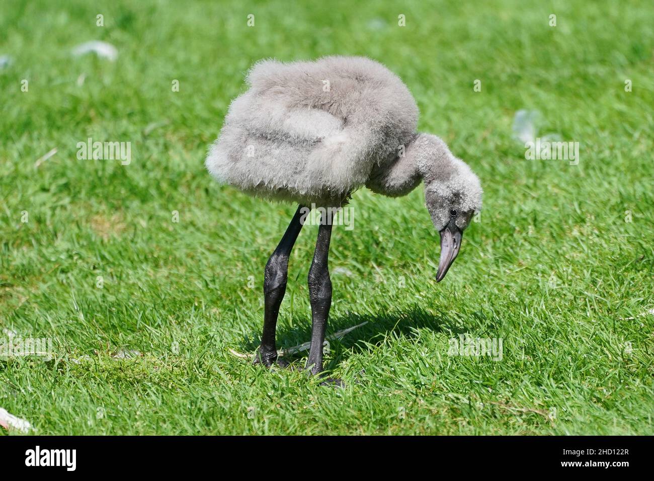 Flamingo chick  Flamingo, (order Phoenicopteriformes), any of six species of tall, pink wading birds with thick downturned bills. Flamingos have slender legs, long, graceful necks, large wings, and short tails. They range from about 90 to 150 cm (3 to 5 feet) tall. Stock Photo