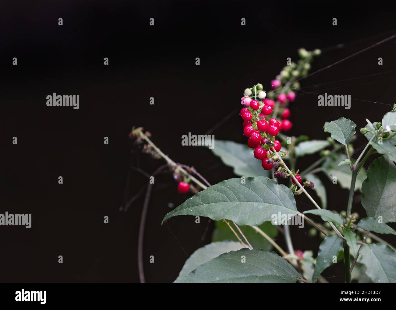 Red Fruit against black background in garden Stock Photo