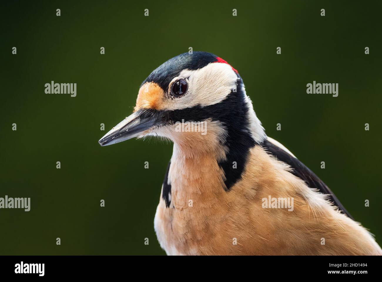 Great Spotted Woodpecker - Dendrocopos major, beautiful colored woodpecker from European forests and woodlands, Zlin, Czech Republic. Stock Photo