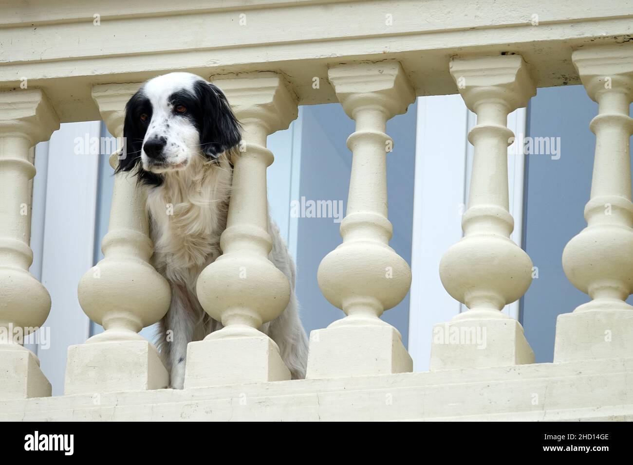 Dog's head sticking out of the balcony balustrade Stock Photo