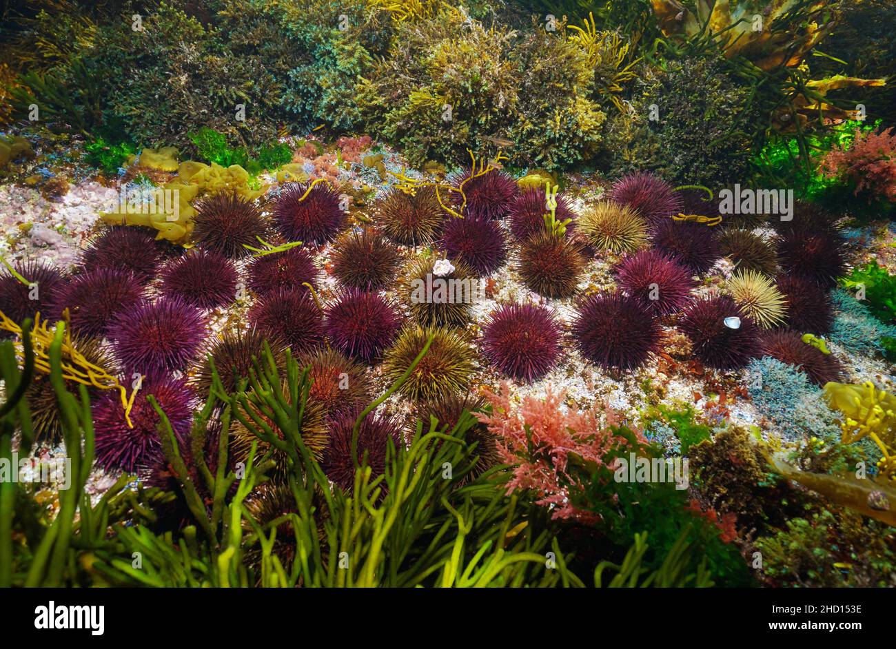Sea urchins underwater (Paracentrotus lividus) surrounded by algae in the ocean, Atlantic, Spain, Galicia Stock Photo
