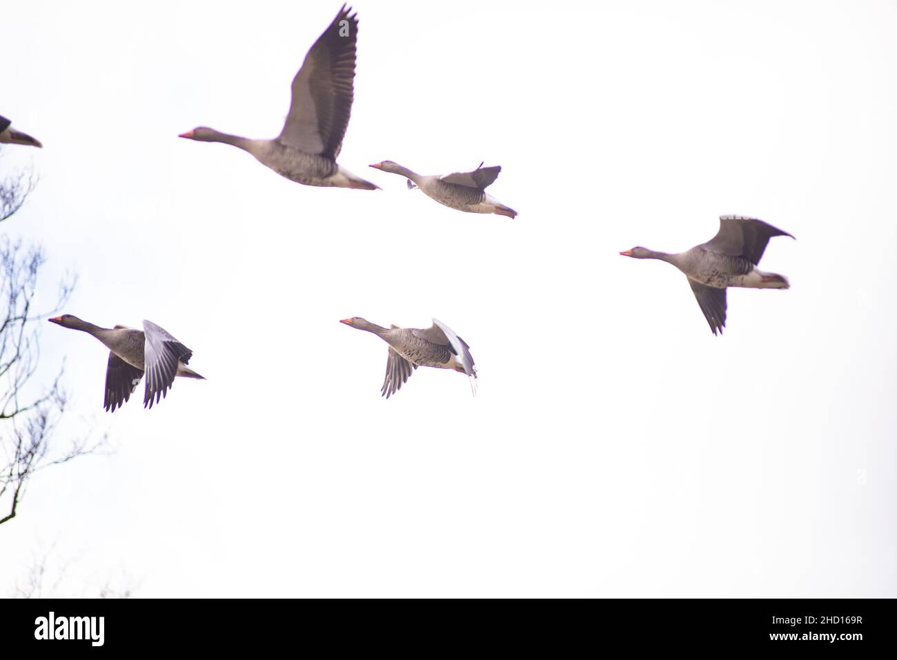 A group of geese fly in formation behind a tree Stock Photo Alamy
