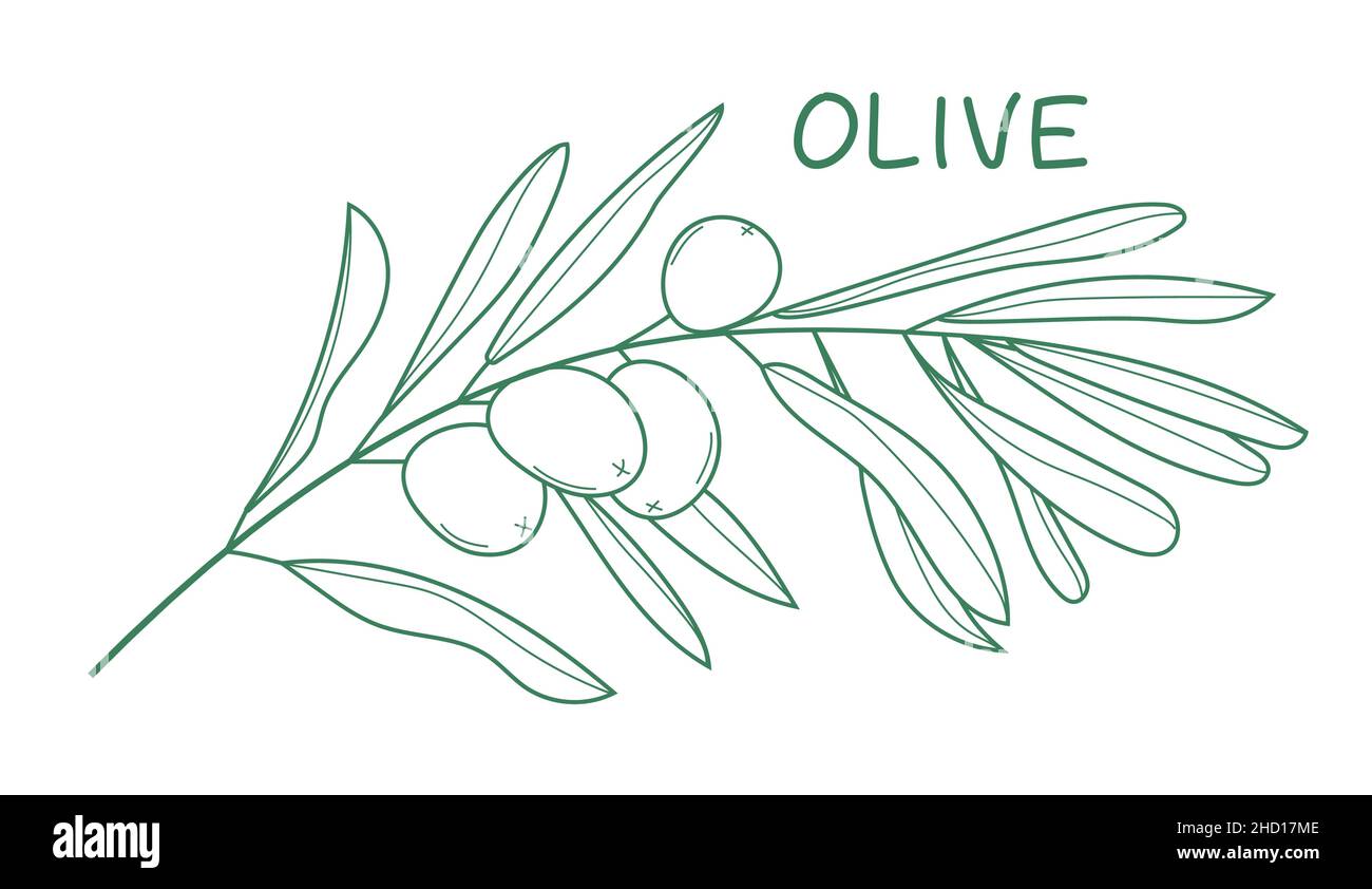 Olive Leaves Images  Browse 8064 Stock Photos Vectors and Video   Adobe Stock