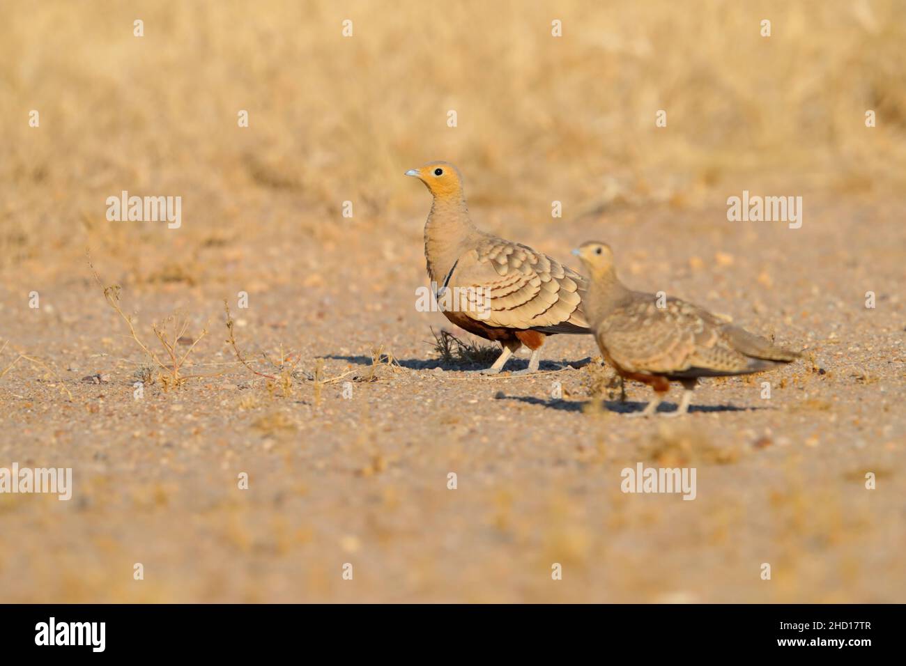 A Male Chestnut bellied Sandgrouse Pterocles Exustus Hindustan In a-male-chestnut-bellied-sandgrouse-pterocles-exustus-hindustan-in