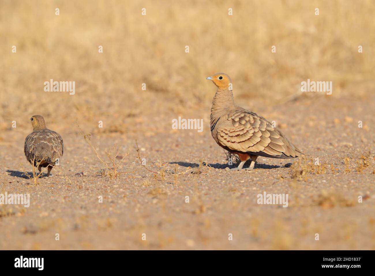 Female Chestnut Bellied Sandgrouse Hi res Stock Photography And Images female-chestnut-bellied-sandgrouse-hi-res-stock-photography-and-images