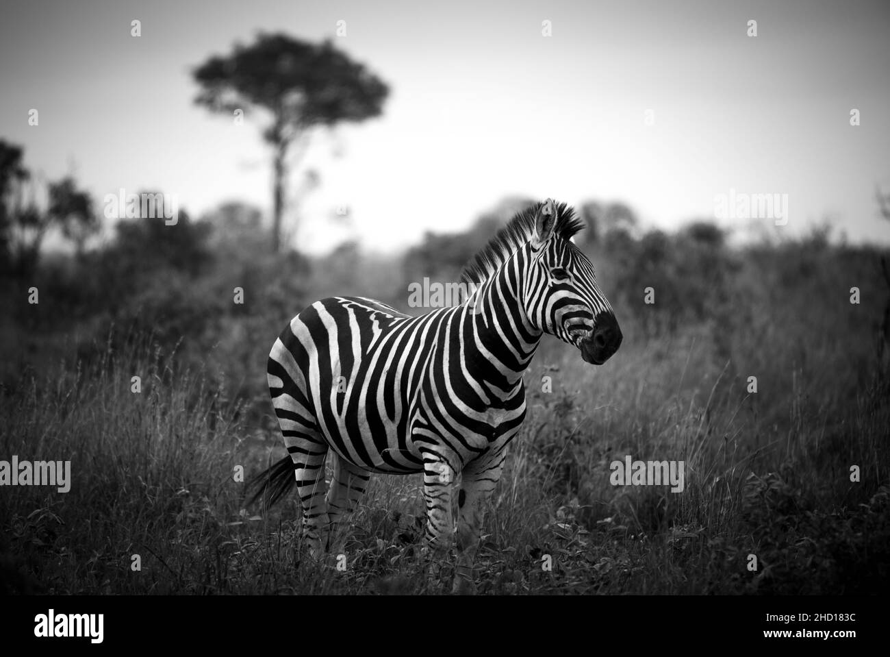 Monochrome portrait of stripped zebra in africa Stock Photo