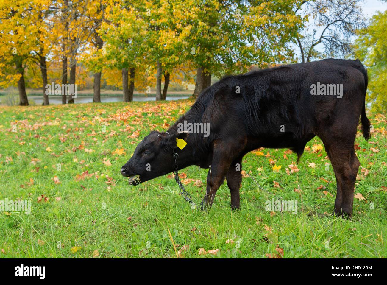 The black calf grazes in the meadow Stock Photo - Alamy