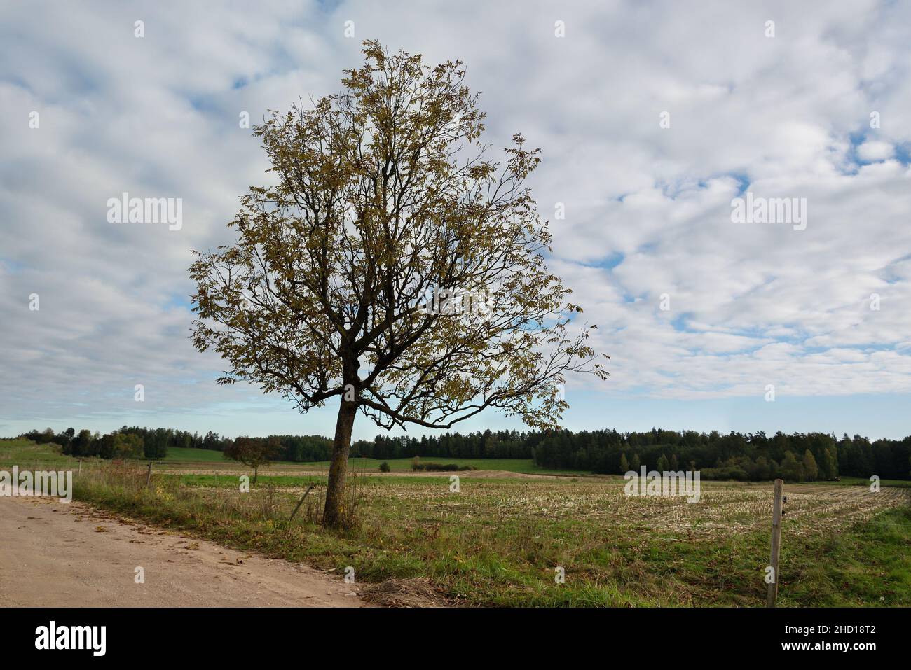Lone ash tree hi-res stock photography and images - Alamy