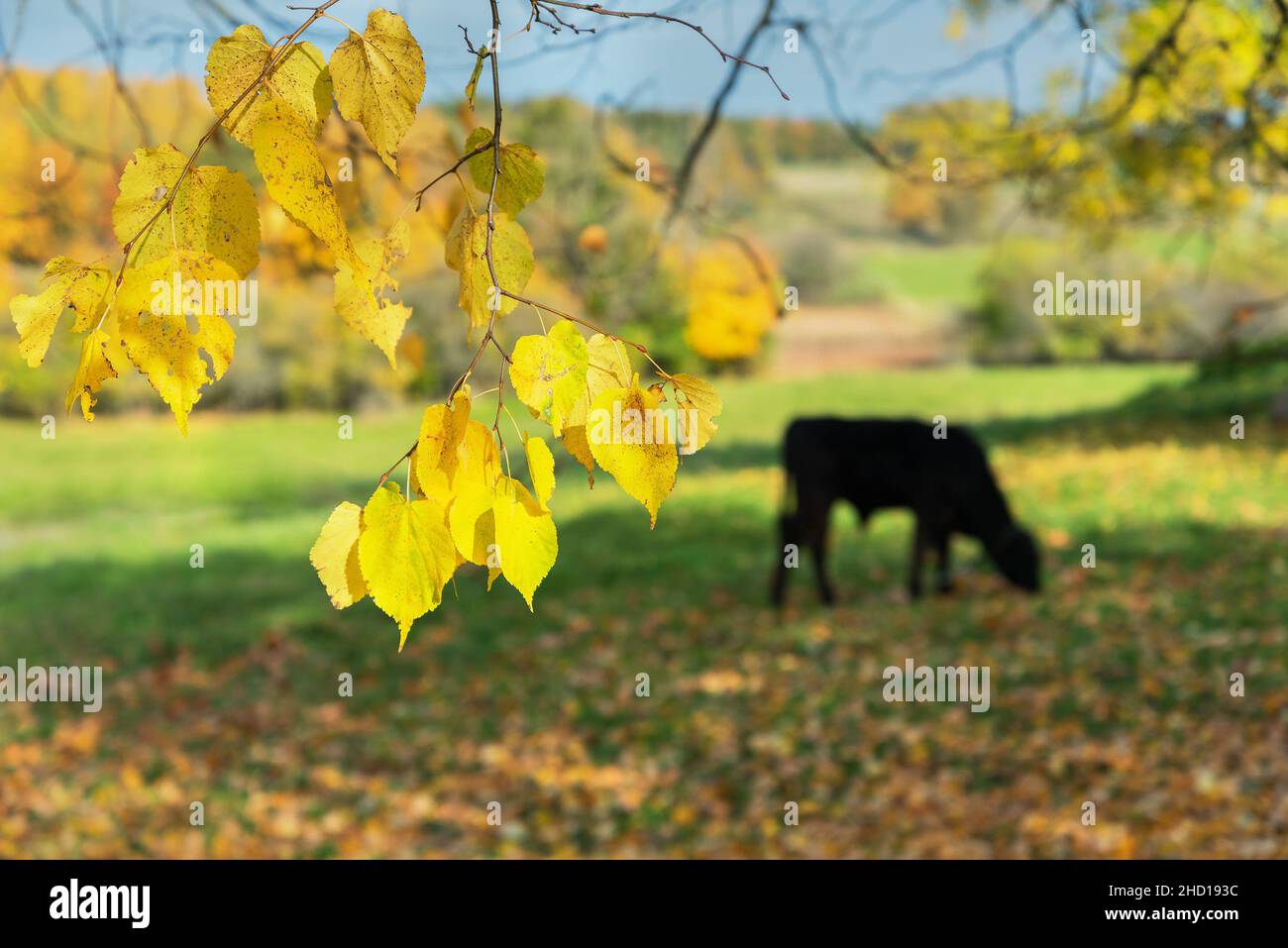 The black calf grazes in the meadow Stock Photo - Alamy