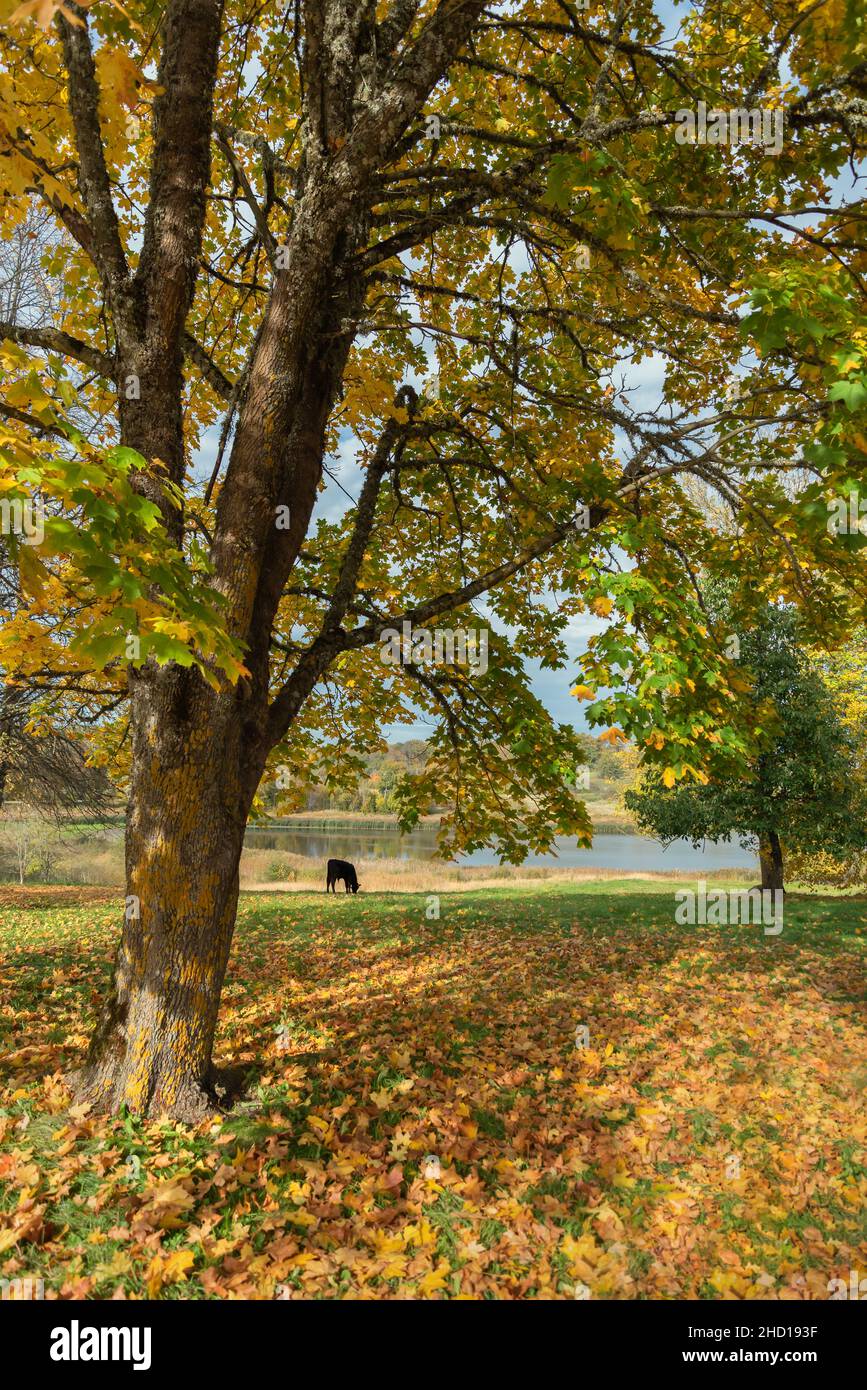 The black calf grazes in the meadow Stock Photo - Alamy