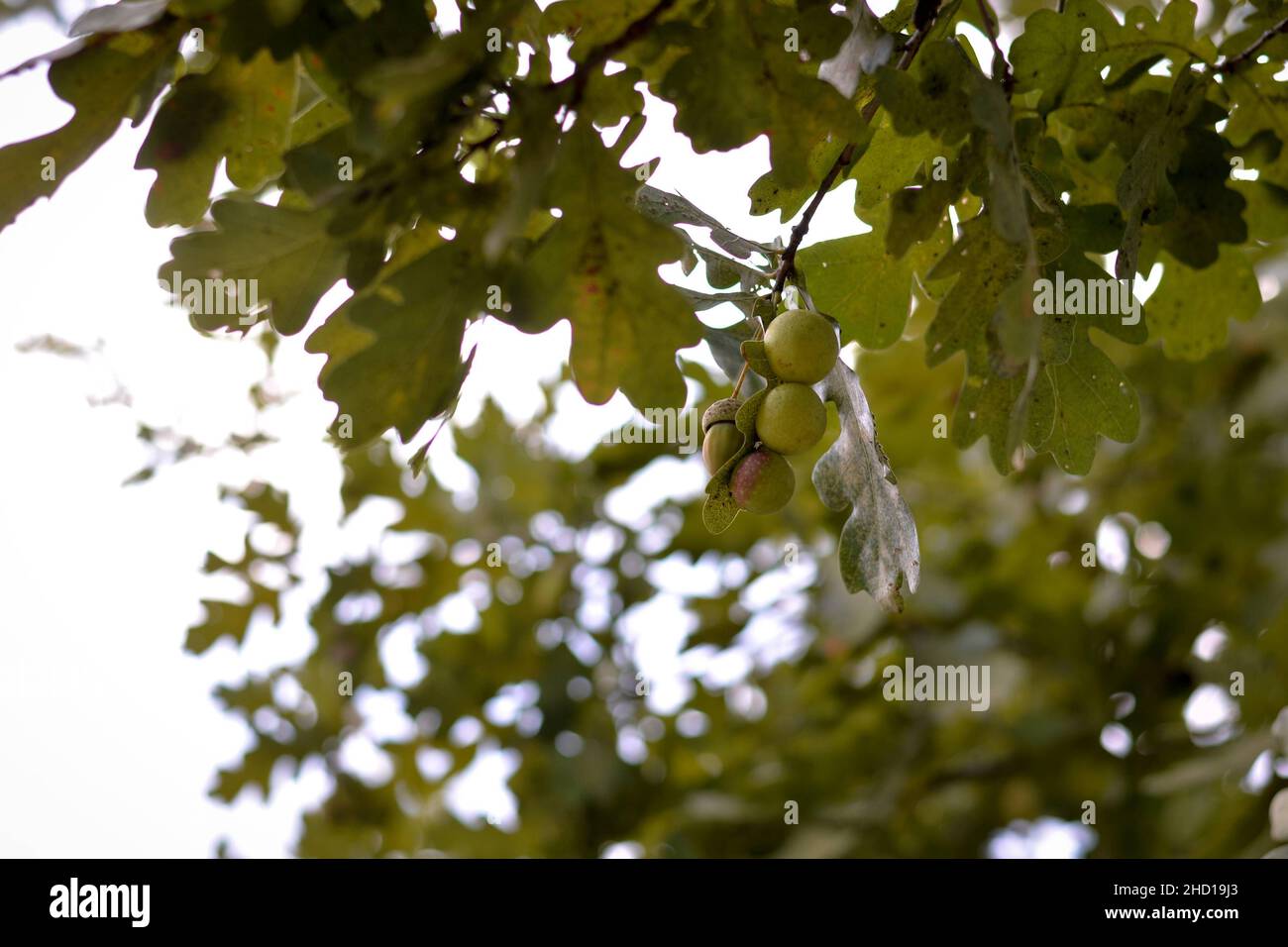 Selective focus shot of oak tree branches with green leaves and acorns ...