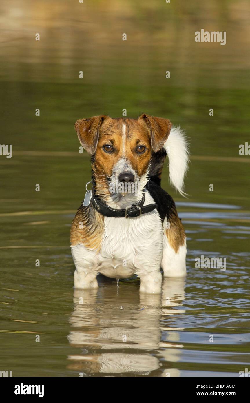 Jack Russell Terrier in water Stock Photo
