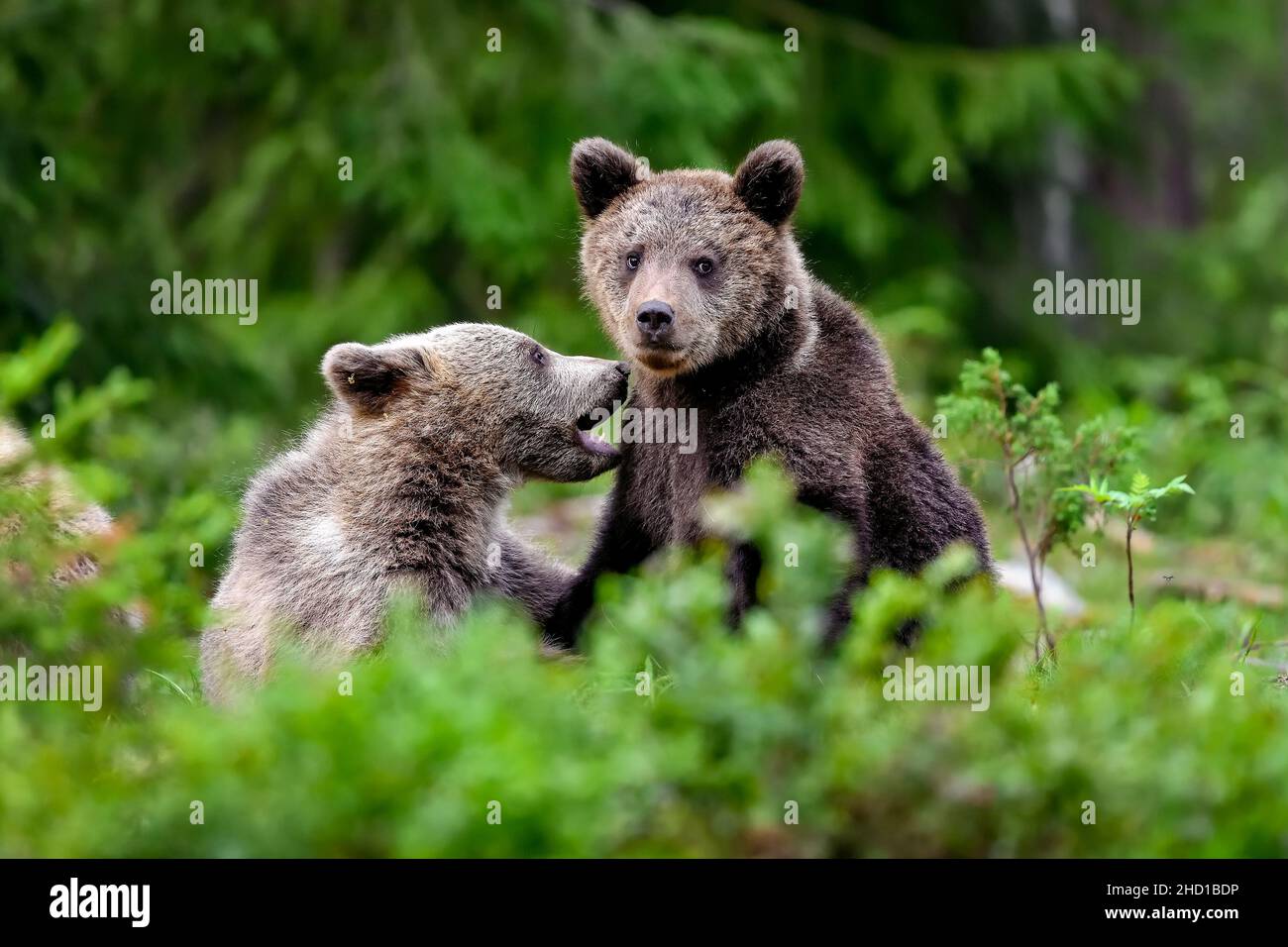 Brown bear cubs have always time to play. Stock Photo