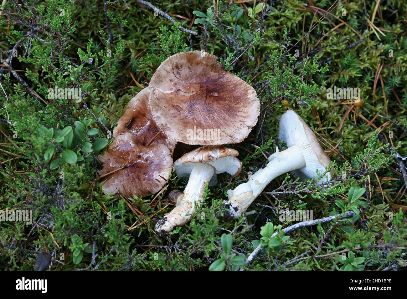 Tricholoma pessundatum, a poisonous knight mushroom from Finland, no common English name Stock Photo