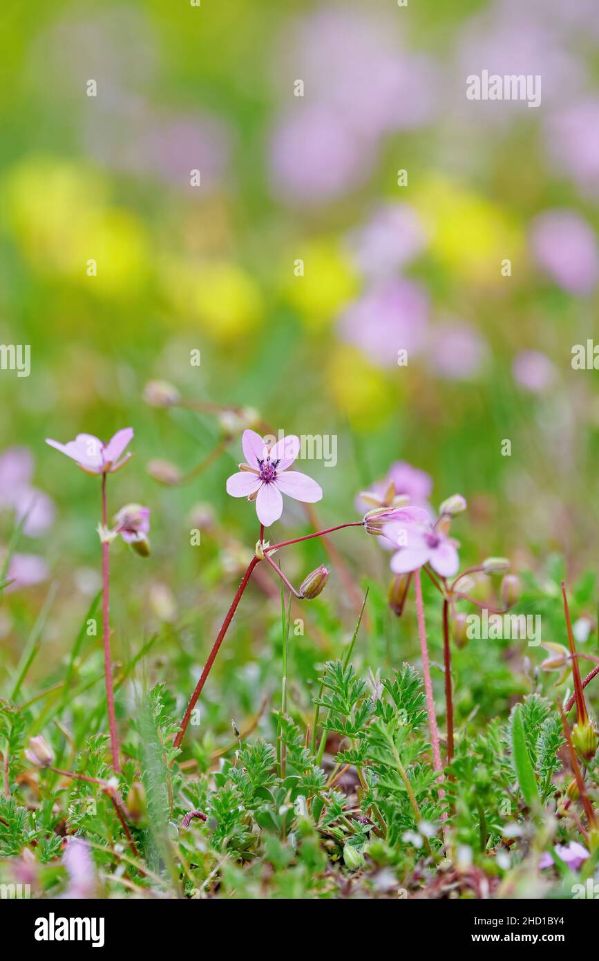 Flowers on a meadow with blured background Stock Photo