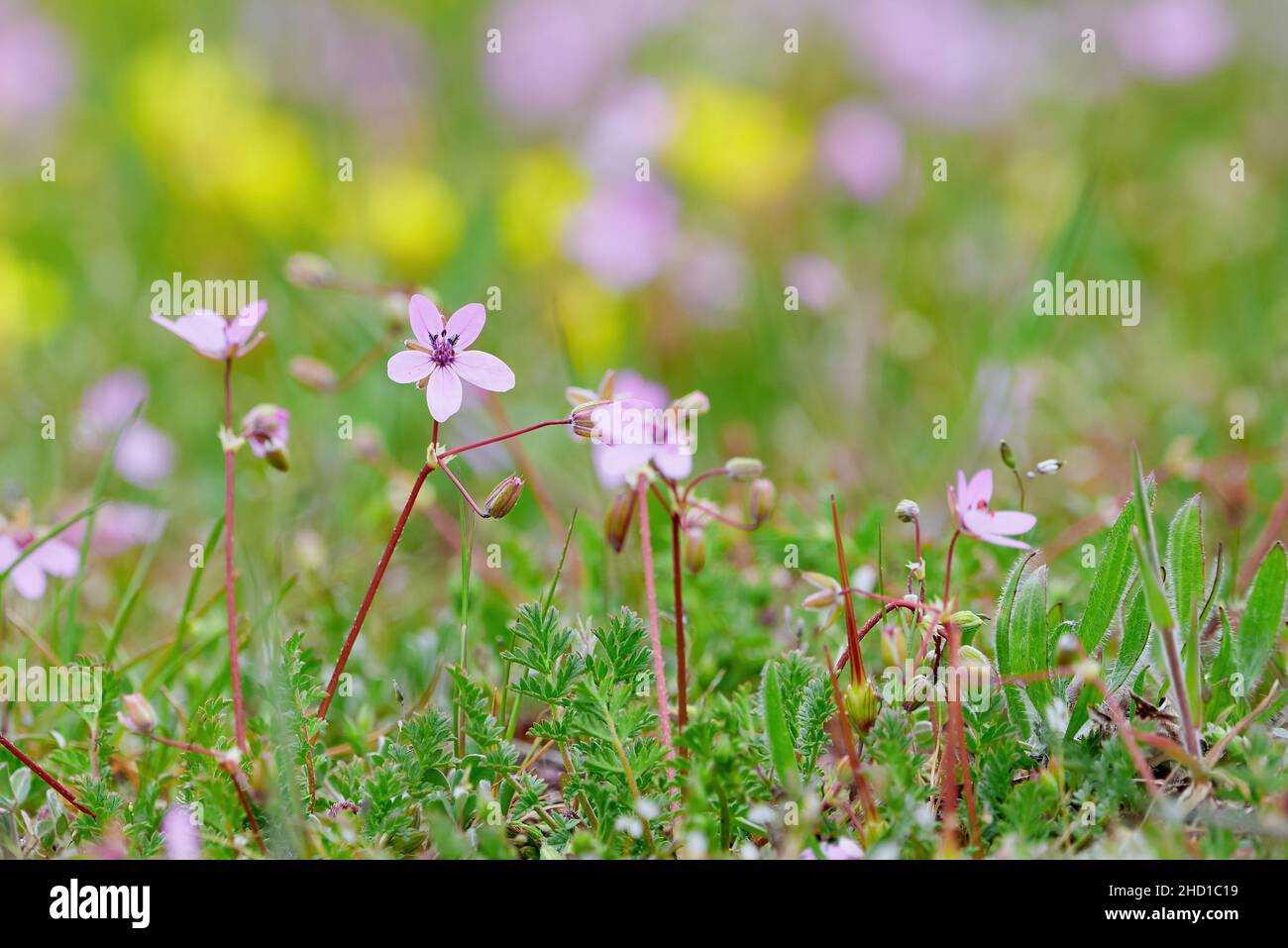 Flowers on a meadow with blured background Stock Photo