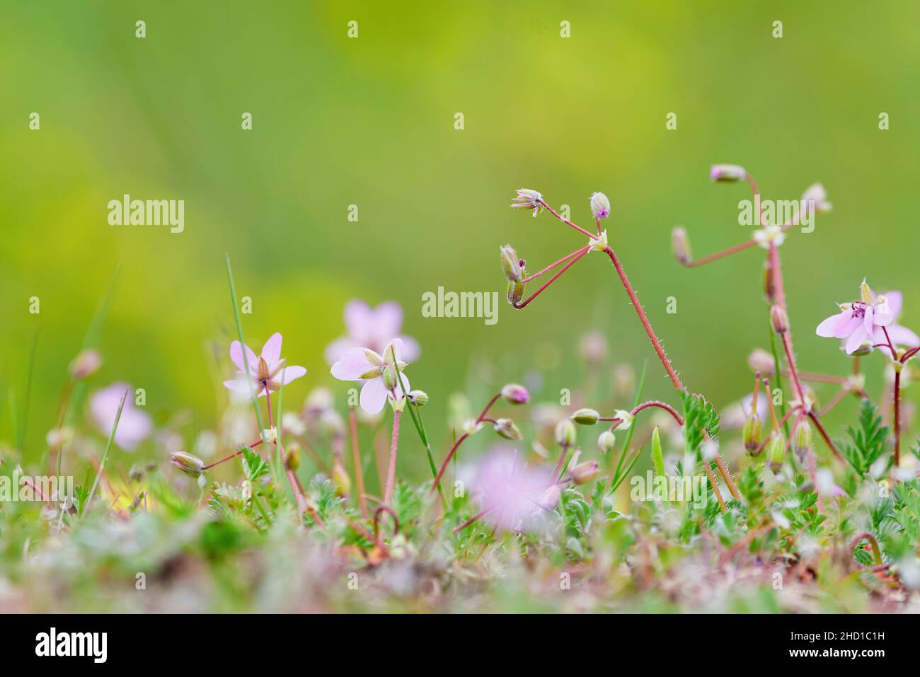 Flowers on a meadow with blured background Stock Photo