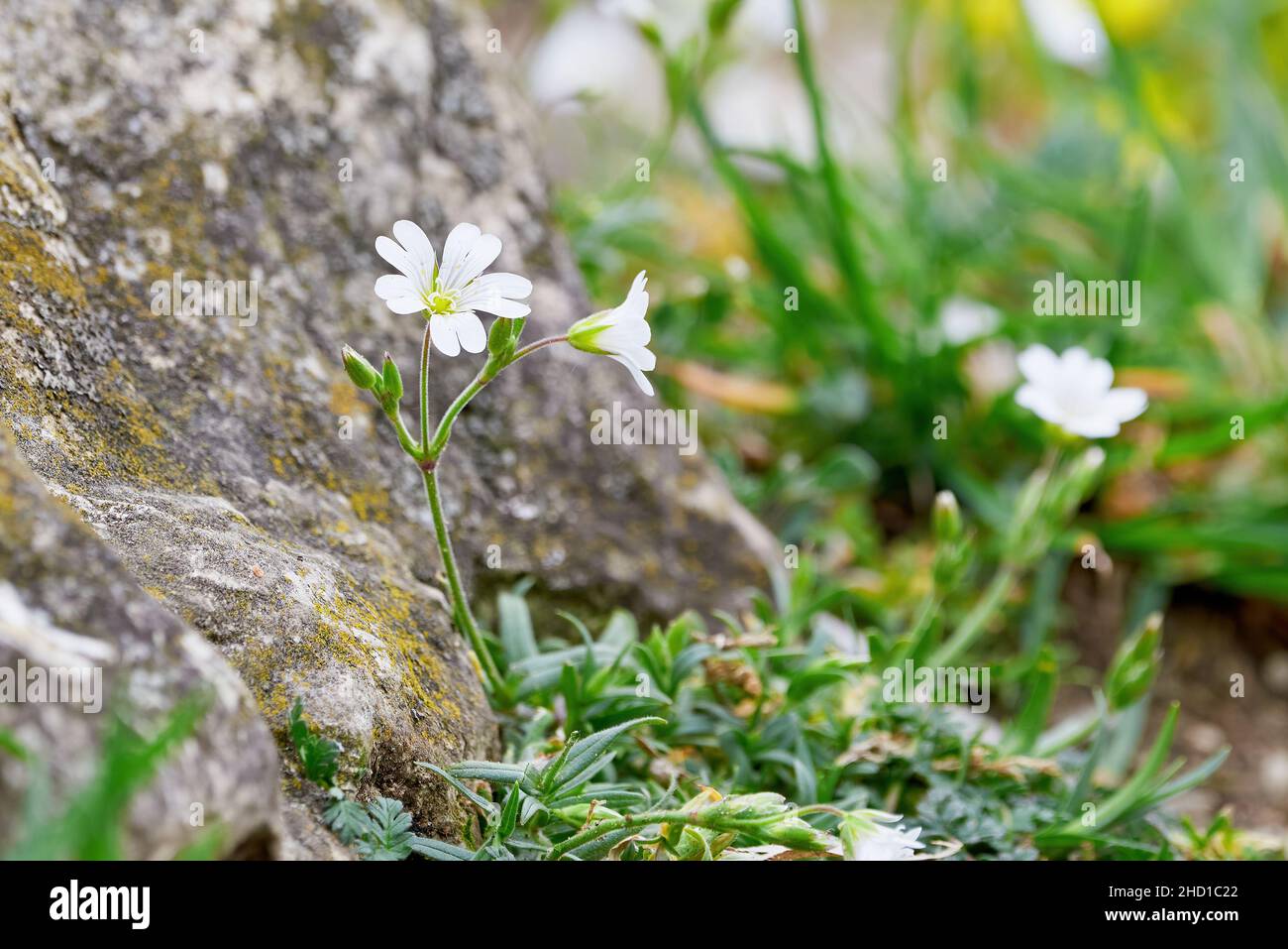 Flowers on a meadow with blured background Stock Photo