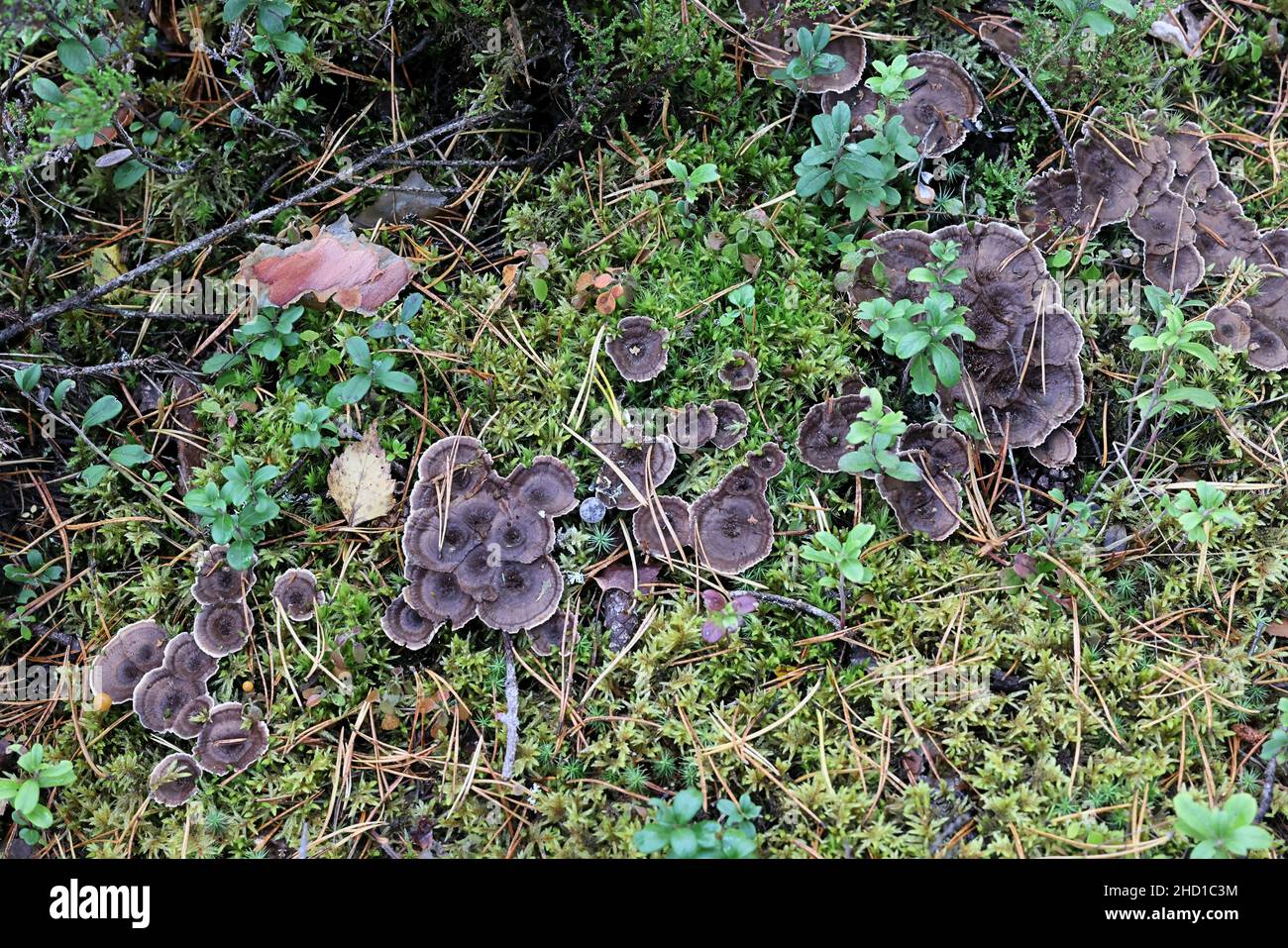 Phellodon tomentosus, also called Hydnum tomentosum, commonly known as Woolly Tooth, wild fungus from Finland Stock Photo