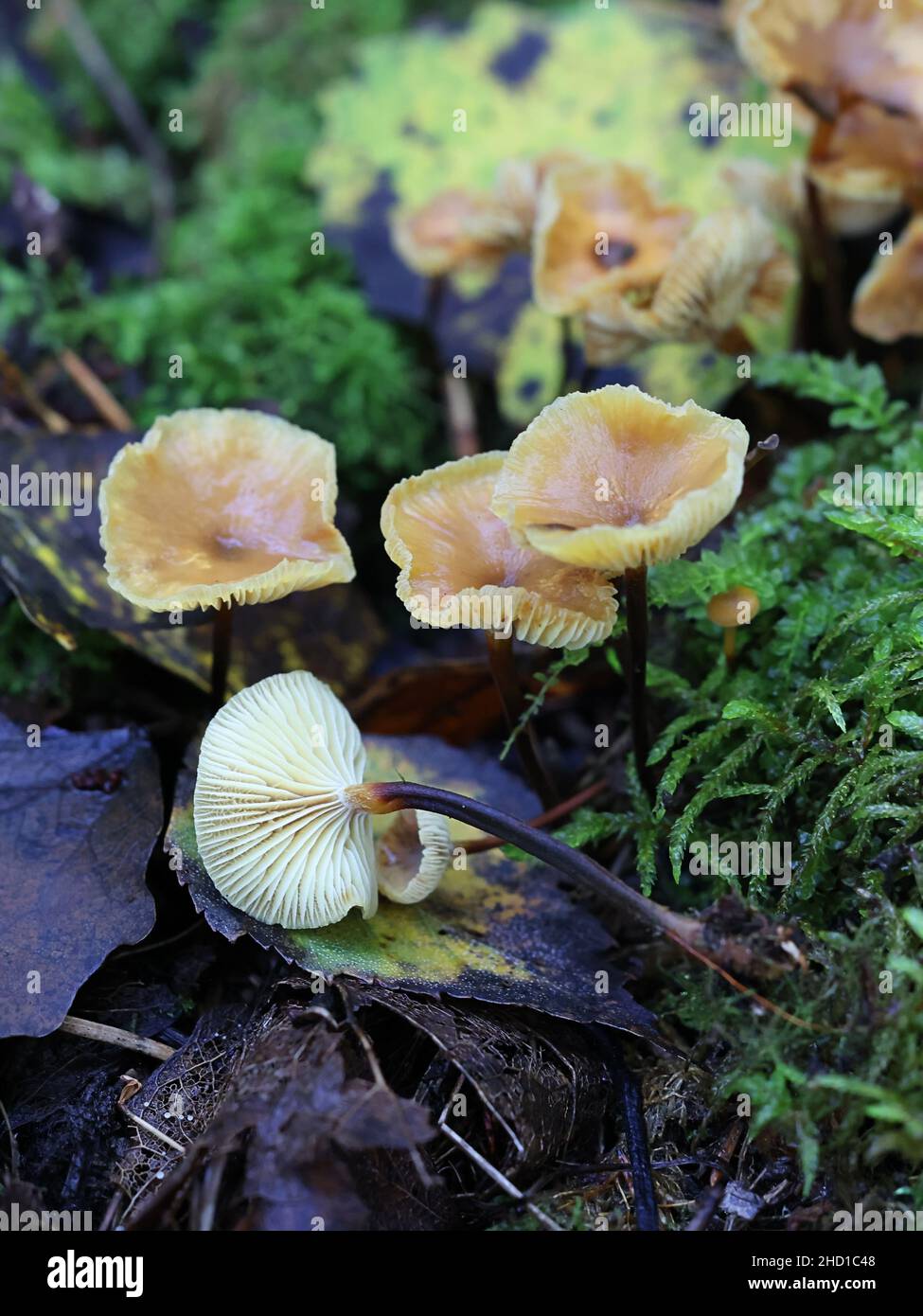 Xeromphalina cauticinalis, also known as Marasmius cauticinalis, the Pinelitter Gingertail, wild mushroom from Finland Stock Photo