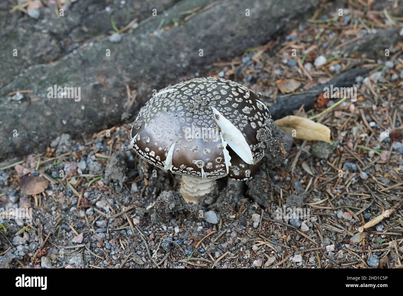 Amanita excelsa, known as Grey Spotted Amanita or European False Blusher, wild mushroom from Finland Stock Photo