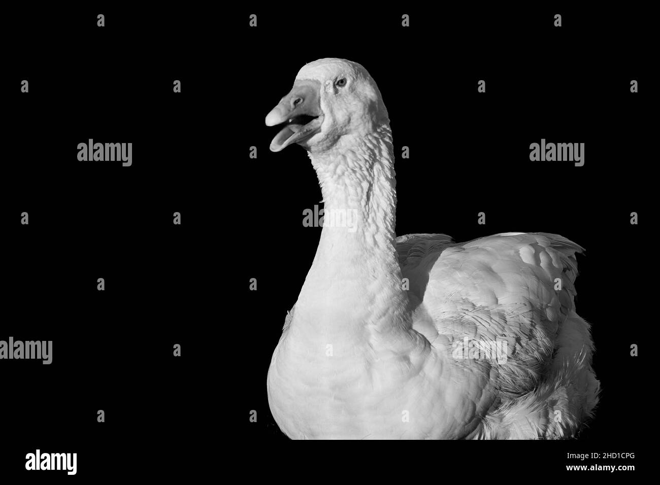 White goose screaming (Anser anser) isolated on black Stock Photo