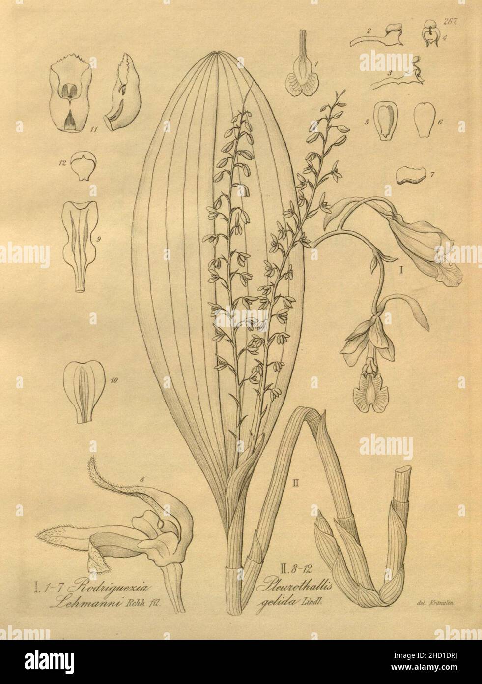 Rodriguezia lehmannii - Stelis gelida (as Pleurothallis gelida) - Xenia 3 pl 267. Stock Photo