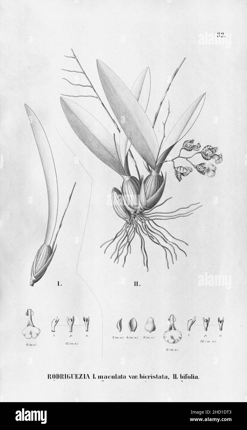 Rodriguezia sticta (as R. maculata var. bicristata) - Rodriguezia bifolia - Fl.Br. 3-6-32. Stock Photo