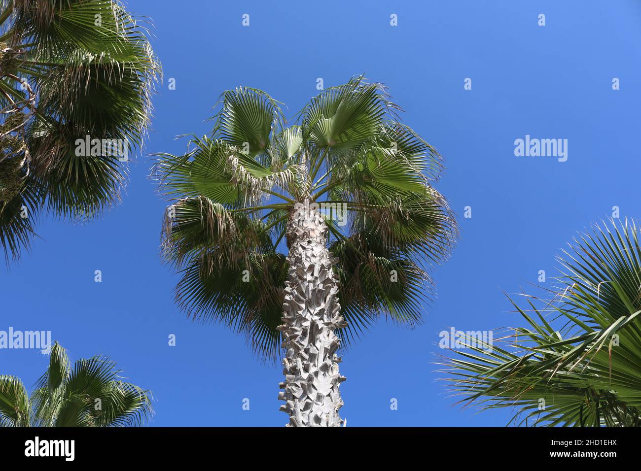 Palm Trees in Cyprus Stock Photo Alamy