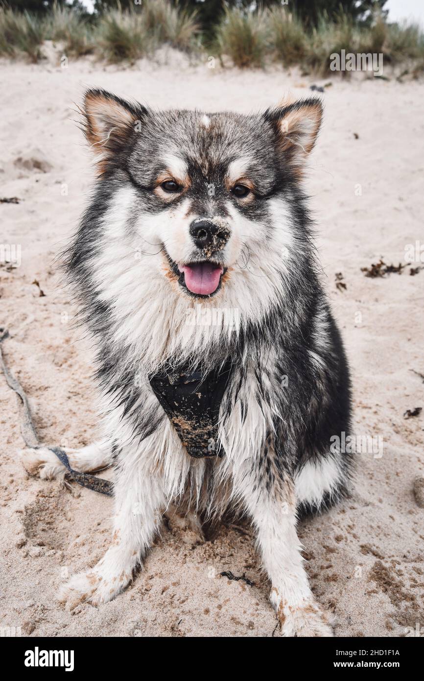Portrait of a young Finnish Lapphund dog sitting outdoors in nature on ...