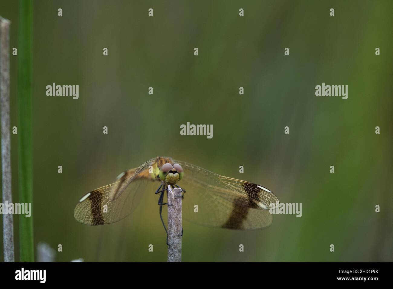 Selective focus shot of a skimmer dragonfly on a plant Stock Photo - Alamy