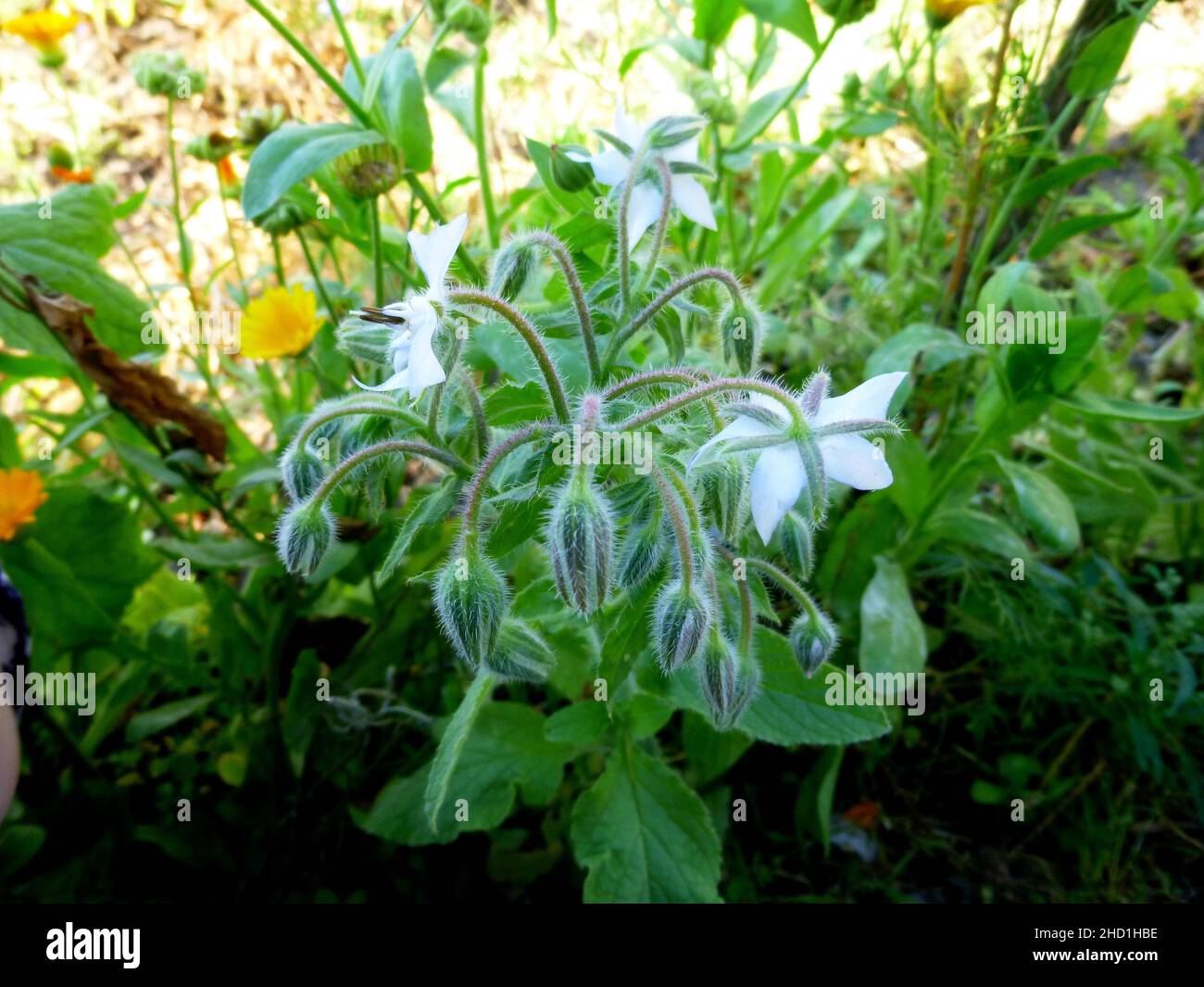 White flowers of Borage, Borago officinalis, Echium amoenum, starflower in the garden on a farm in Siberia Russia Stock Photo