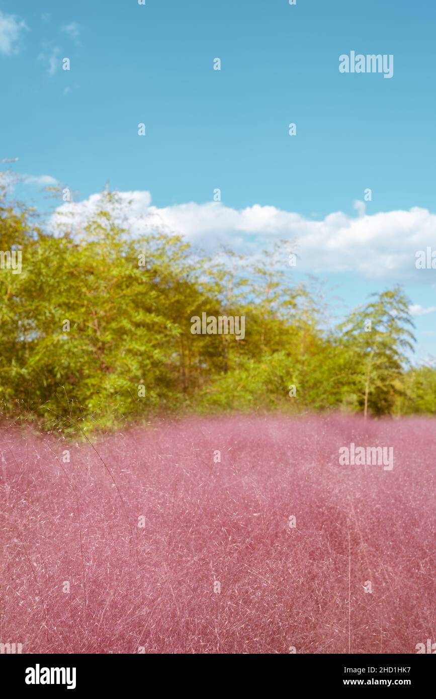 Pink muhly grass at Daejeo Eco Park in Busan, Korea Stock Photo