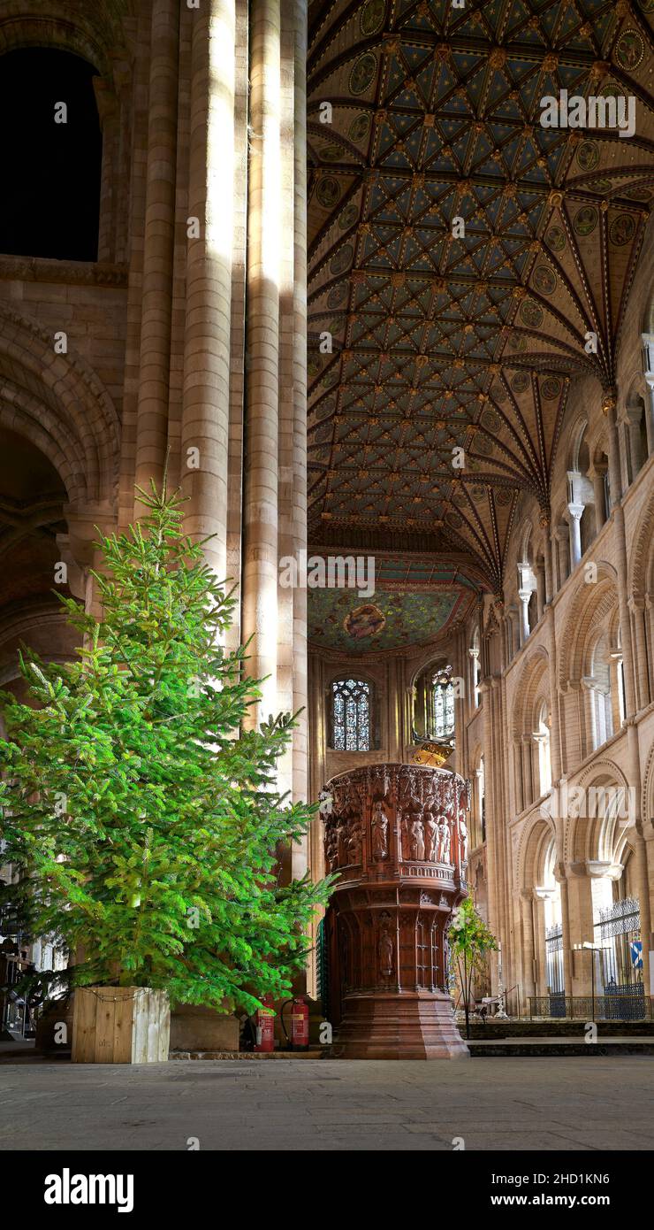 Christmas tree in the medieval cathedral at Peterborough England