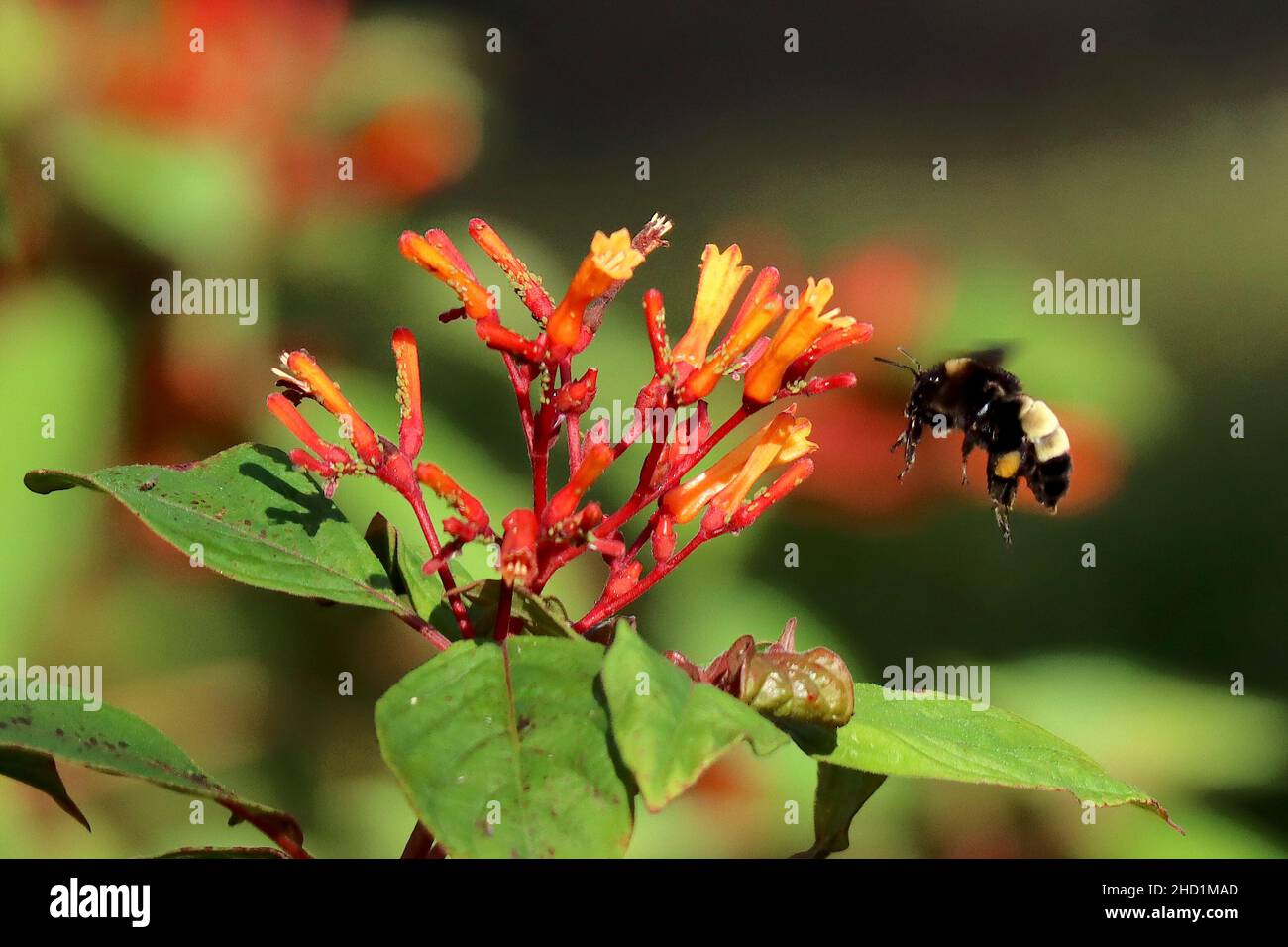 Selective focus shot of a bumblebee flying over hamelia patens (Firebush) buds Stock Photo