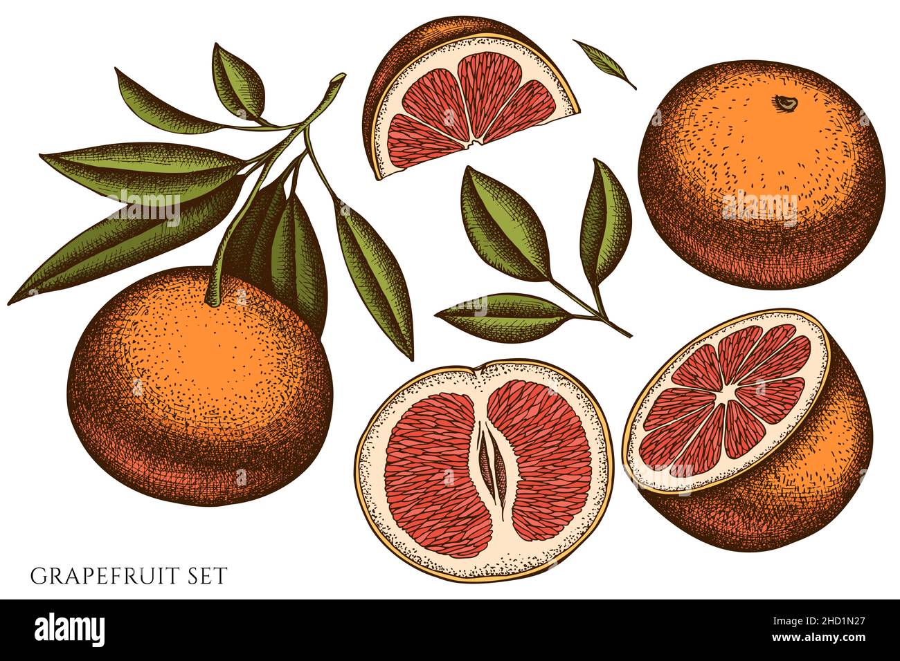 Citrus hand drawn vector illustrations collection. Colored grapefruit