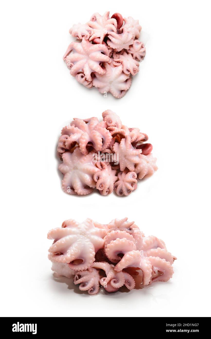 Octopus isolated on white background Stock Photo - Alamy