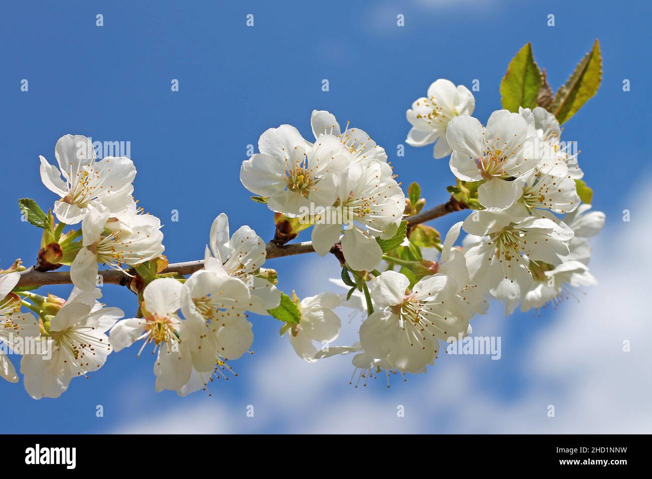 Cherry tree branch in bloom at a garden on blue sky background. Stock Photo